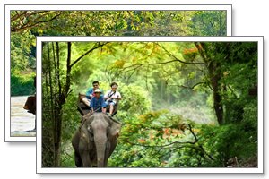 elephant camp thailand tours