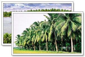 Mekong Delta Day Tour on Boat
