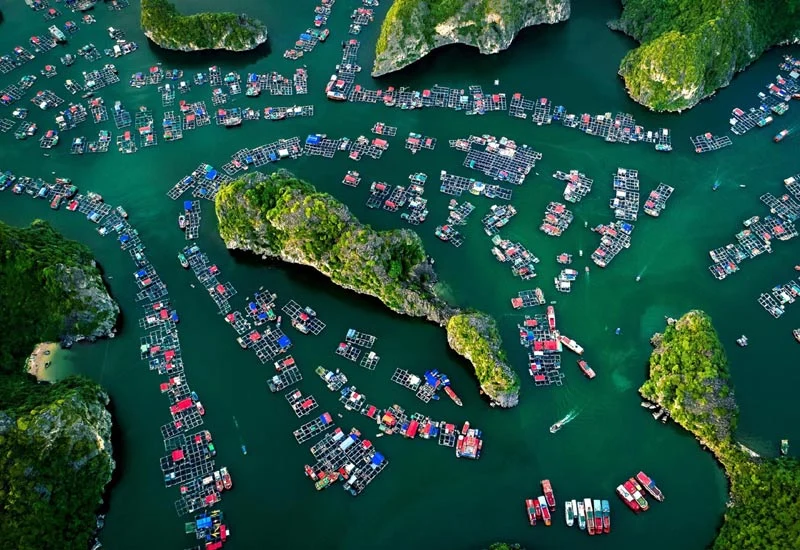 An aerial view shows floating fishing platforms arranged between limestone islands.