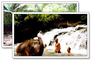 elephant trekking at Phnong - tonkin travel