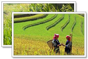 mu cang chai