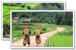 sapa