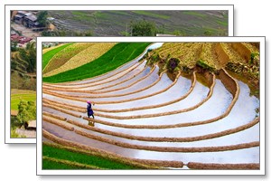 sapa