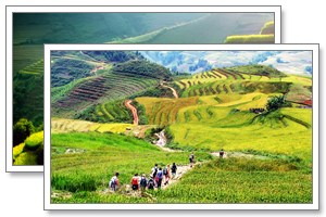 sapa