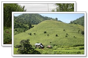 shan tea - tonkin travel