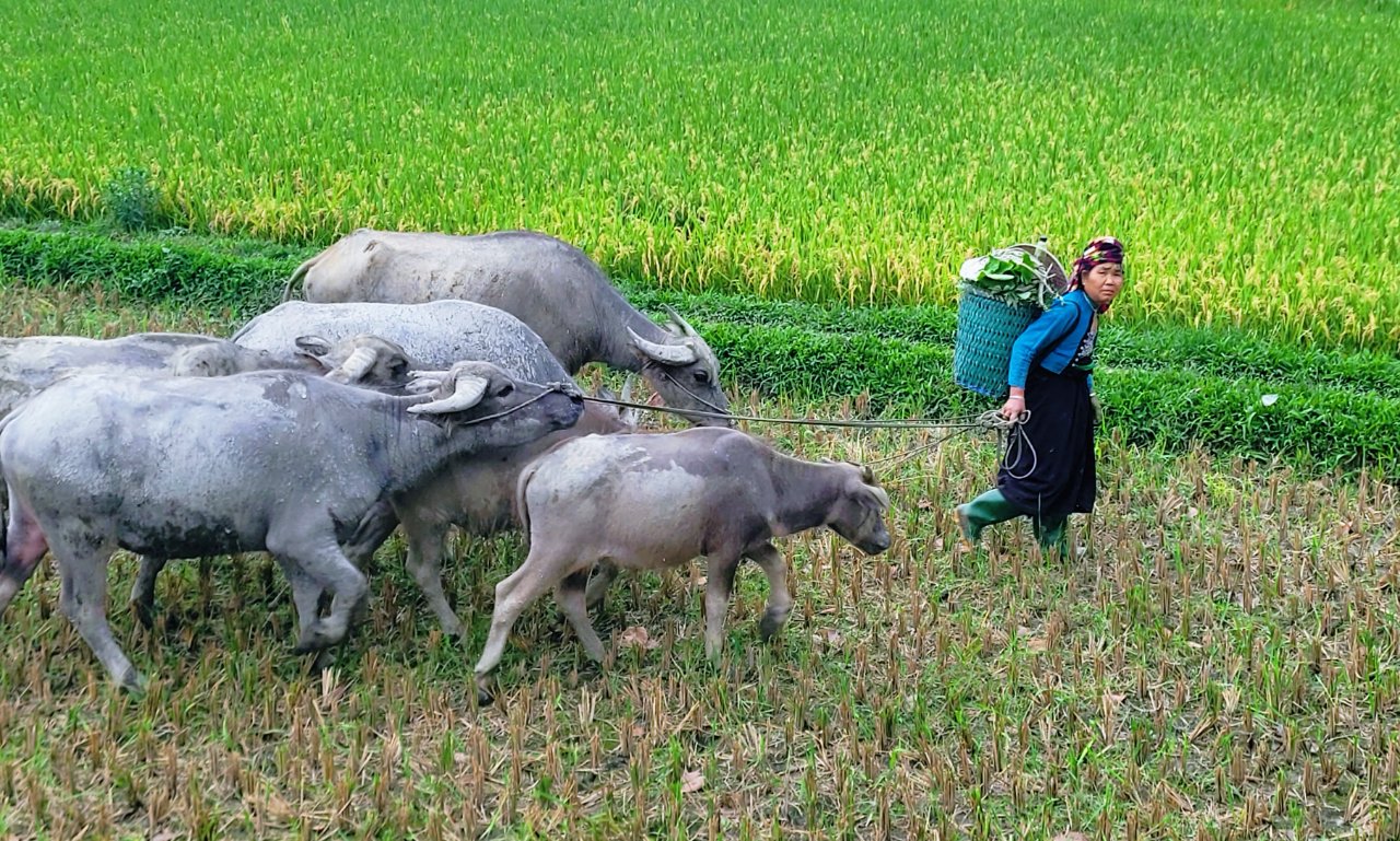 Vietnam Authentic