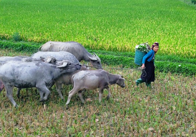 Vietnam Authentic